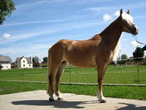 Haflinger Larissa in ganzer Aufnahme
