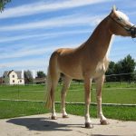 Haflinger Letitzia in ganzer Aufnahme