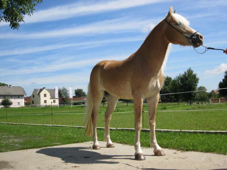 Haflinger Letitzia in ganzer Aufnahme