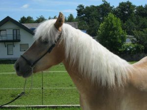 Haflinger Lindsey in Nahaufnahme seitlich
