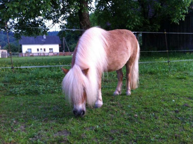 Minishetty auf der Wiese