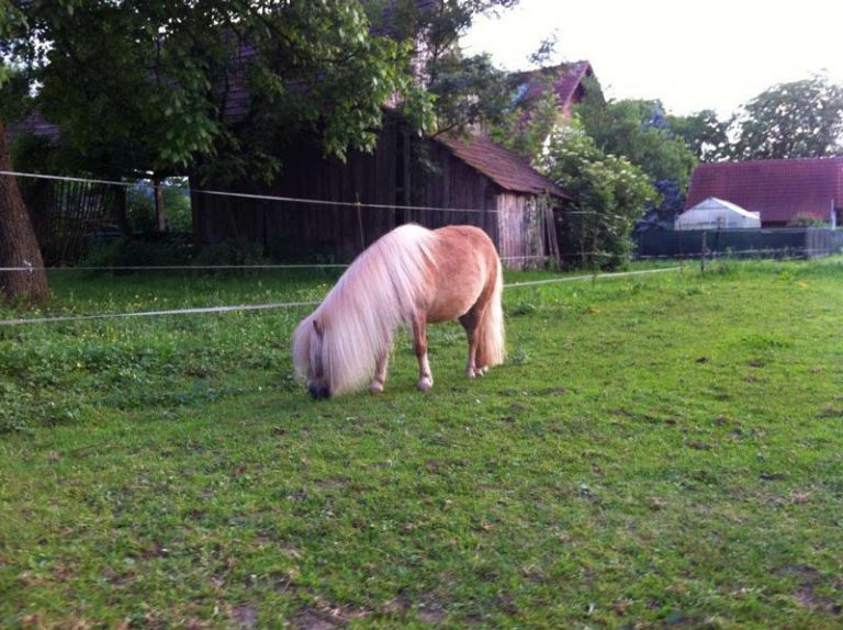 Minishetty frisst auf der Wiese