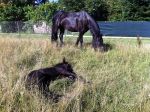 Kleines Friesenpferd liegt im Gras, dahinter Friesenmutter
