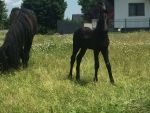 Friesenbaby auf der Wiese mit seiner Mutter
